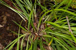 Slender woodland sedge